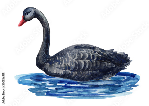 watercolor illustration  black swan on an isolated white background 