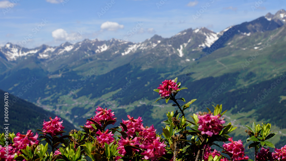 Im Mittelpunkt des Bildes stehen die blühenden Alpenrosen, im Hintergrund die Berggipfel der Verwall-Gruppe und das Paznauntal in Tirol, Österreich. 