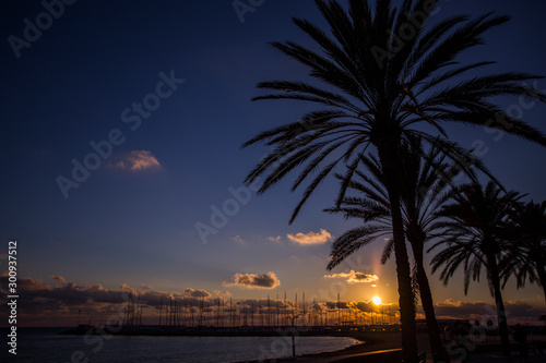 Palmen im Sonnenuntergang © Sabrina