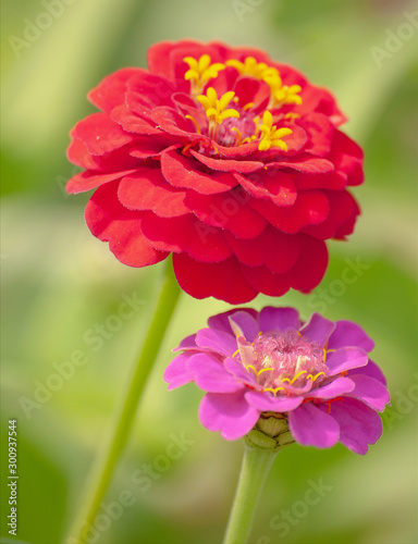 sorts of the flower Zinnia