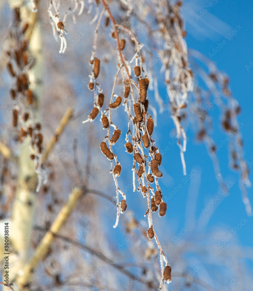 Naklejka premium Branches on a tree in hoarfrost