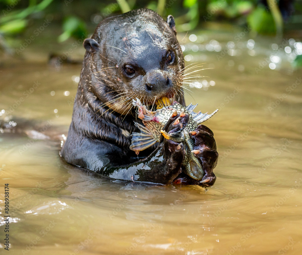 Giant otter eats fish in water. Close-up. Brazil. Pantanal National Park. Giant otter eats fish in water. Close-up. Brazil. Pantanal National Park.