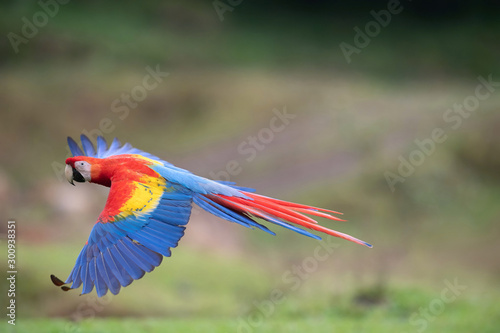 Ara Macao  Scarlet macaw The parrot is flying in nice natural environment of Costa Rica..