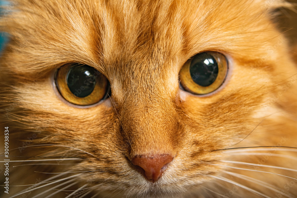Portrait of a red cat close-up. House favourite. Portrait of a red cat close-up. House favourite.