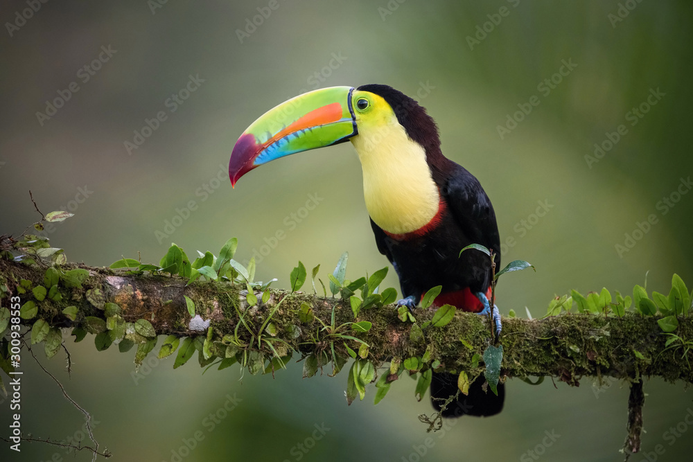 Obraz premium Ramphastos sulfuratus, Keel-billed toucan The bird is perched on the branch in nice wildlife natural environment of Costa Rica..