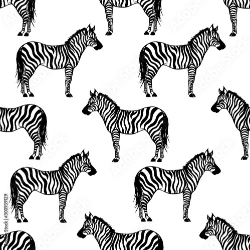 Seamless  vector pattern with zebra