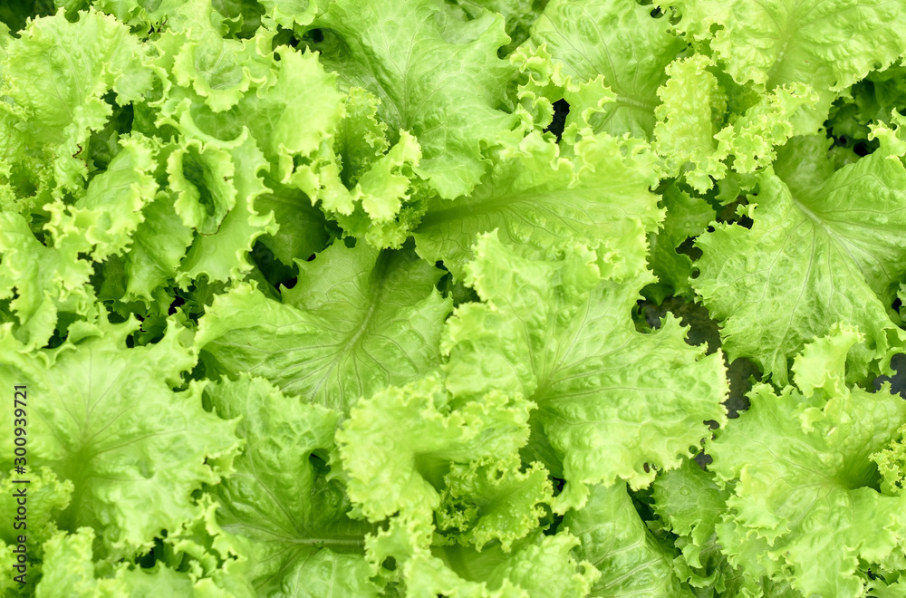 Selective focus close up of green lettuce in organic farm.