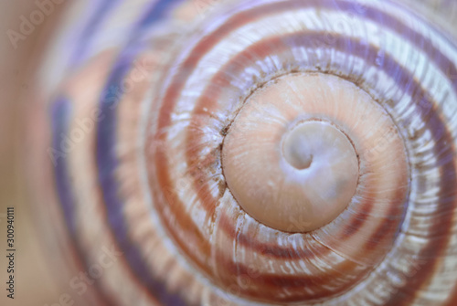 spiral of shell