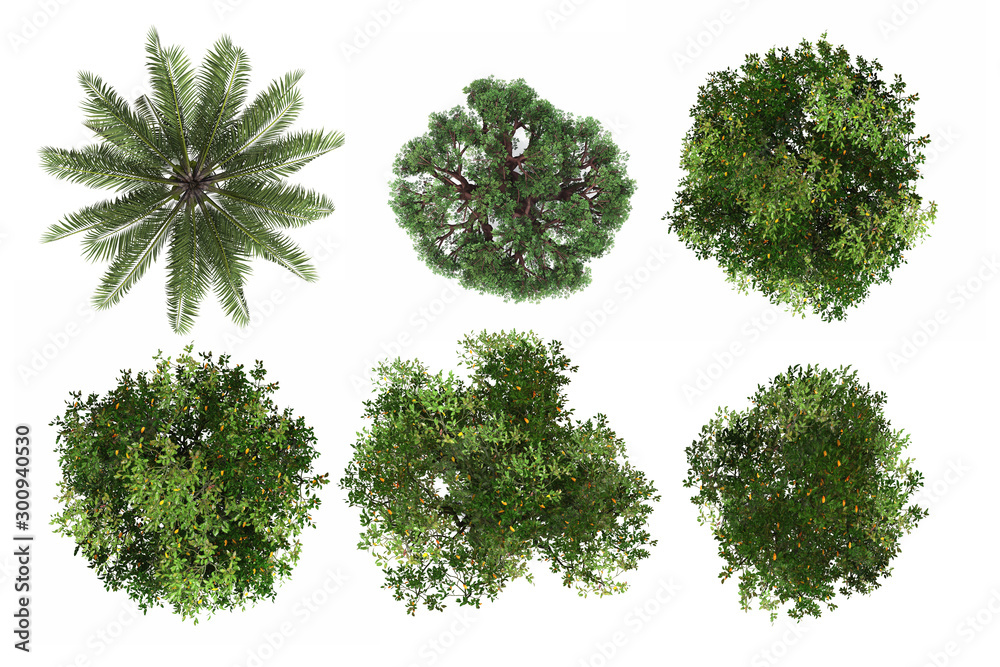 tree top view isolated white background Stock Illustration Adobe Stock