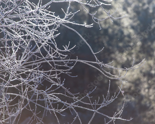 Branches on a tree in hoarfrost