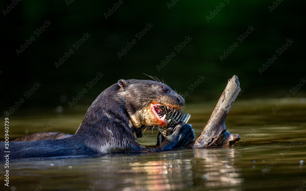 Giant otter eats fish in water. Close-up. Brazil. Pantanal National Park. - obrazy, fototapety, plakaty 