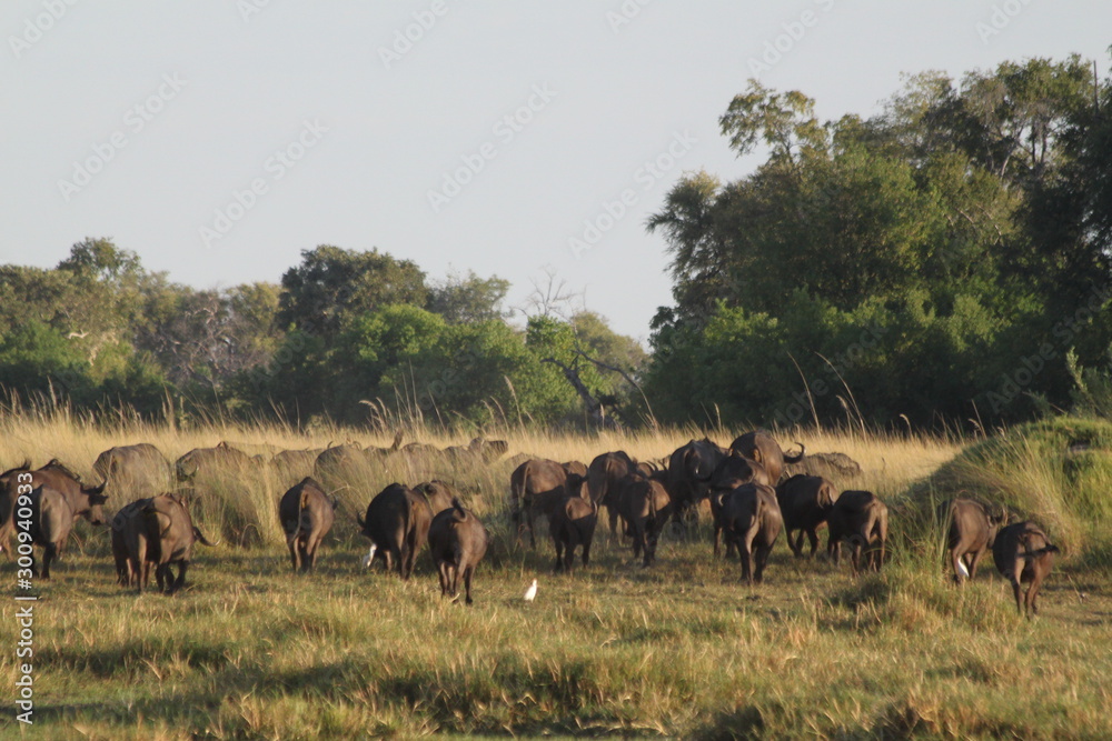 Fototapeta premium Troupeau de buffles