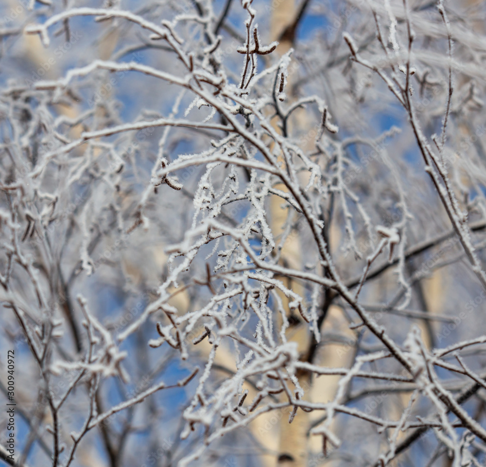 Branches on a tree in hoarfrost