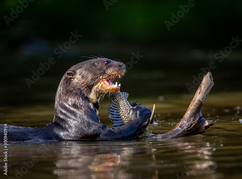 Giant otter eats fish in water. Close-up. Brazil. Pantanal National Park.