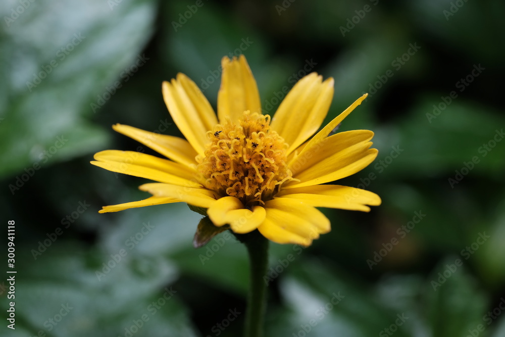 Obraz premium bee on flower
