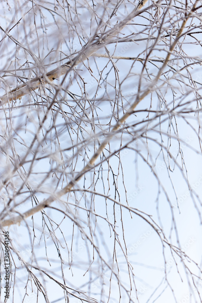 Branches on a tree in hoarfrost Branches on a tree in hoarfrost
