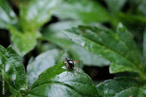 bug on a leaf