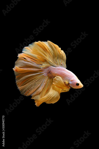 Yellow gold color of Siamese fighting fish betta Thailand fish movement on background © chayathon2000