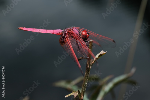 dragonfly on a flower