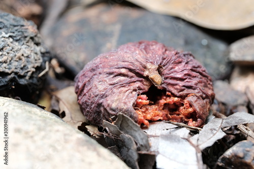mushrooms in the forest