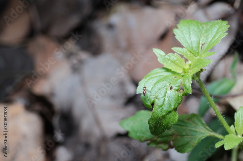 new life in spring