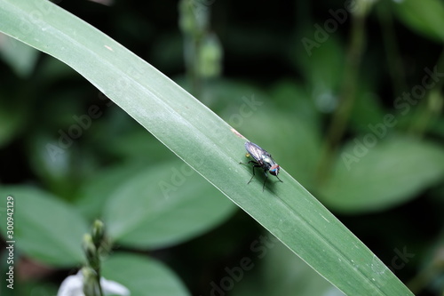 bug on a leaf