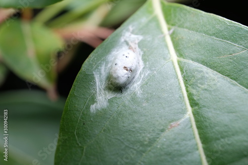 drop on leaf