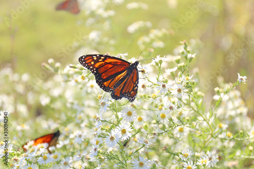 Monach Butterflies Gathered Together Pollinating White Aster Flower Before Migration at End of Summer