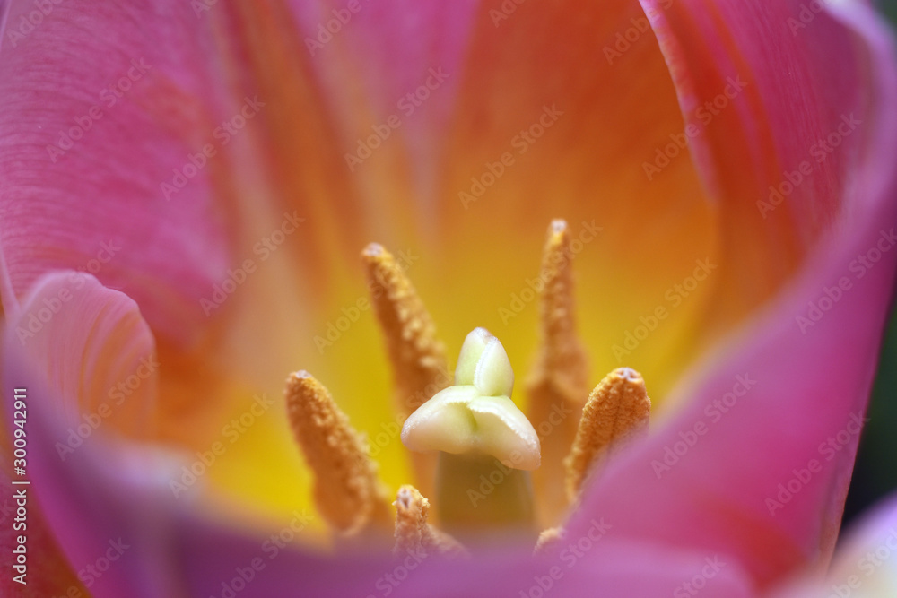 Details of pistil and stamens. Macro tulip. Beautiful wallpaper.