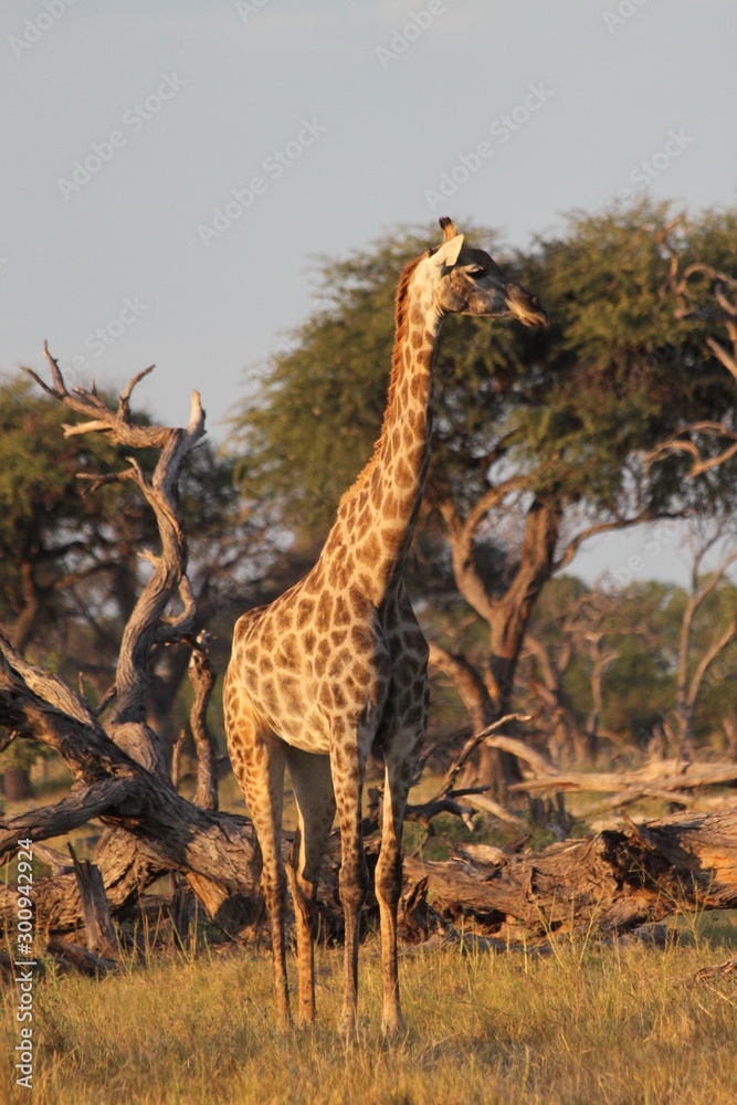 Obraz premium Girafe dans le cimetière d'arbres
