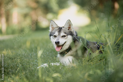 Alaskan kleekai is laying in the grass