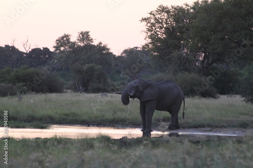 El  phant le soir