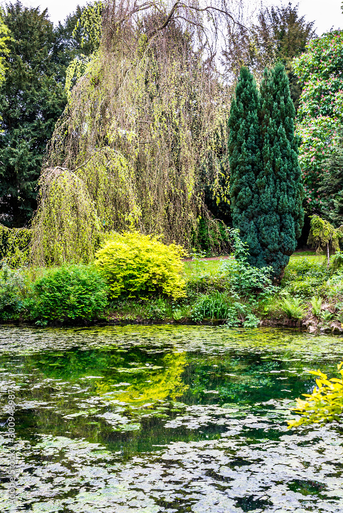 Obraz premium forêt