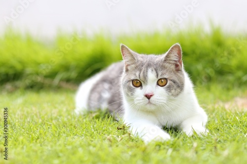 Portrait of the siamese cat are sitting in the garden with green grass. Thai cat with blue eye are looking at something in the morning.