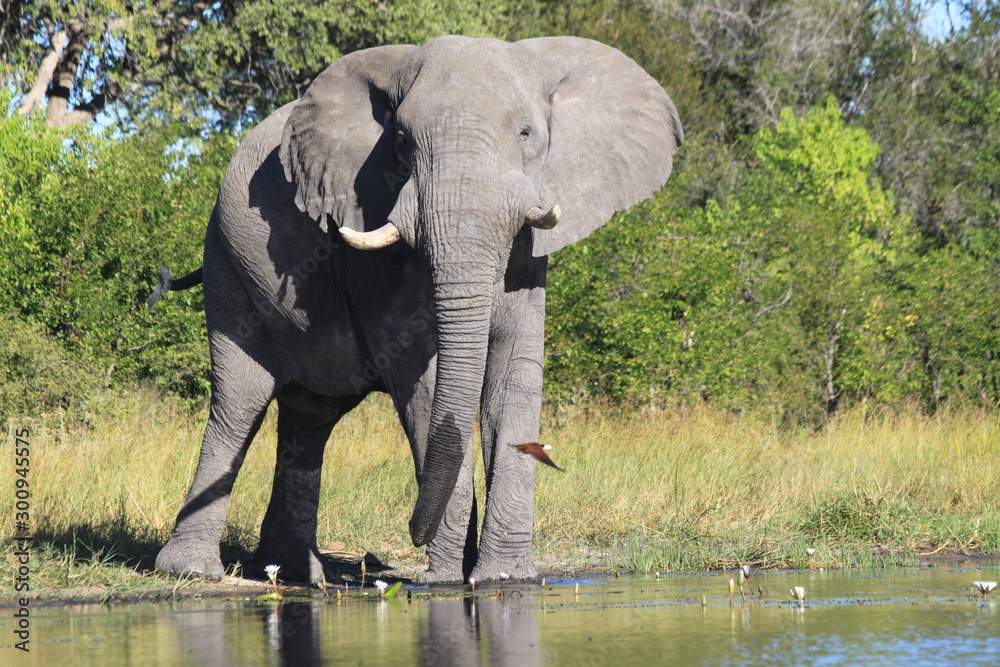 Obraz premium Eléphant près de l'eau