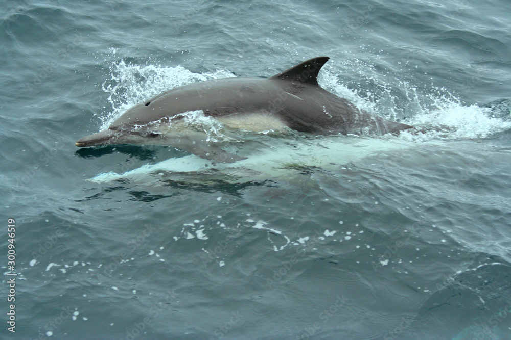 Fototapeta premium Common Dolphins