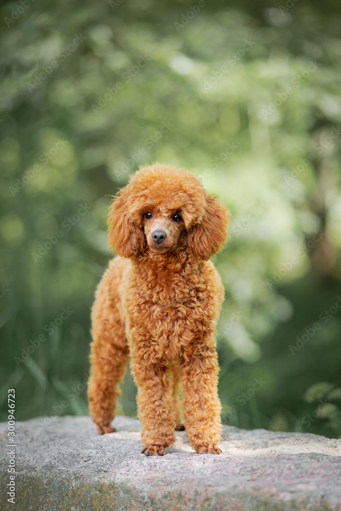Red poodle puppy in the park