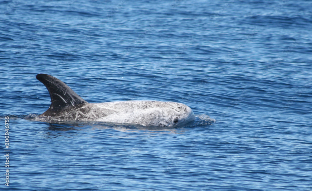 Fototapeta premium Rissos Dolphin