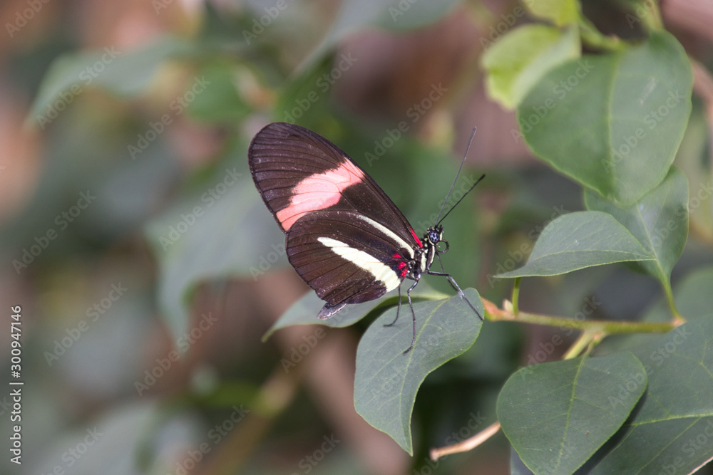 Fototapeta premium butterfly on a leaf