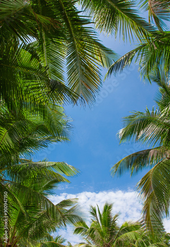 Palm tree leaves with clouds and blue sky