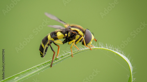 Black and yellow striped bee on leaf