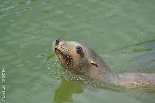 Seal