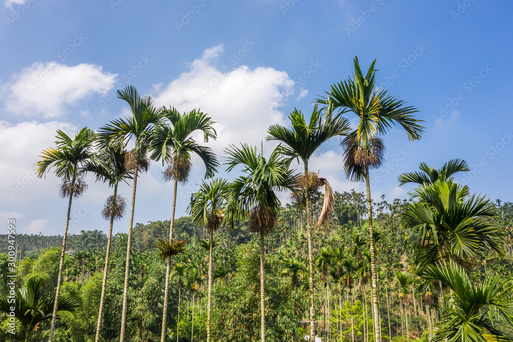 landscape of betel nut tree under sky