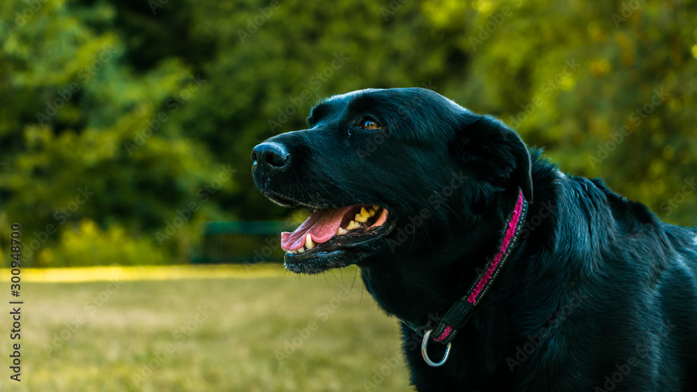 black Dog is looking to the owner for their attention black Dog is looking to the owner for their attention