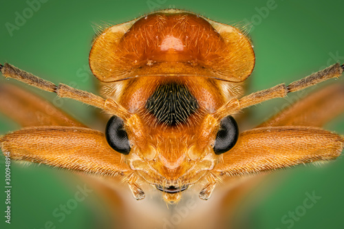 Close up of insect photo