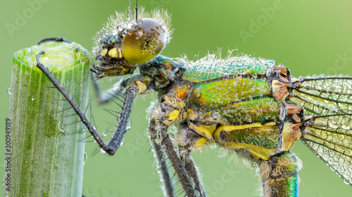 Macro photography of green and gray dragonfly on green leaf