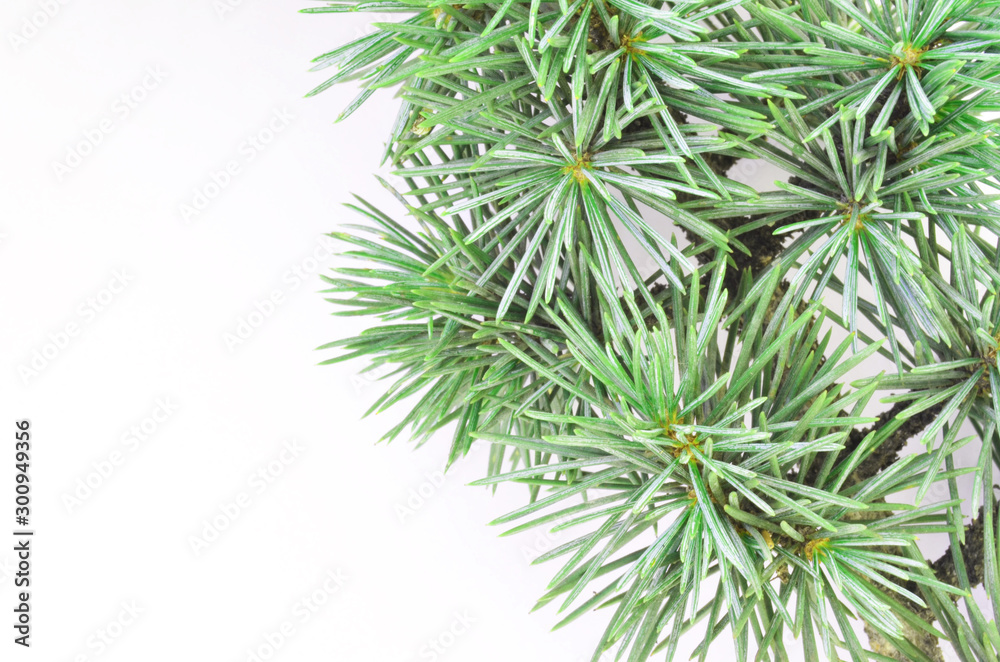 branch isolated on white background branch isolated on white background
