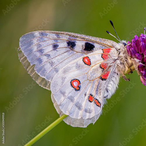 White butterfly