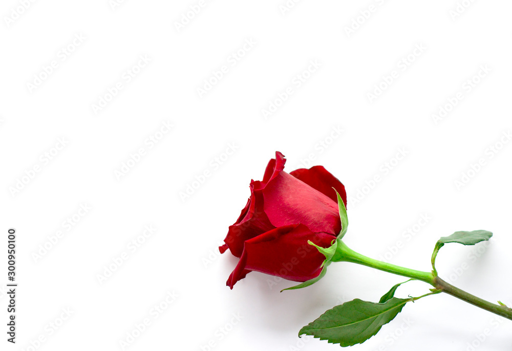 One red rose on a white background One red rose on a white background