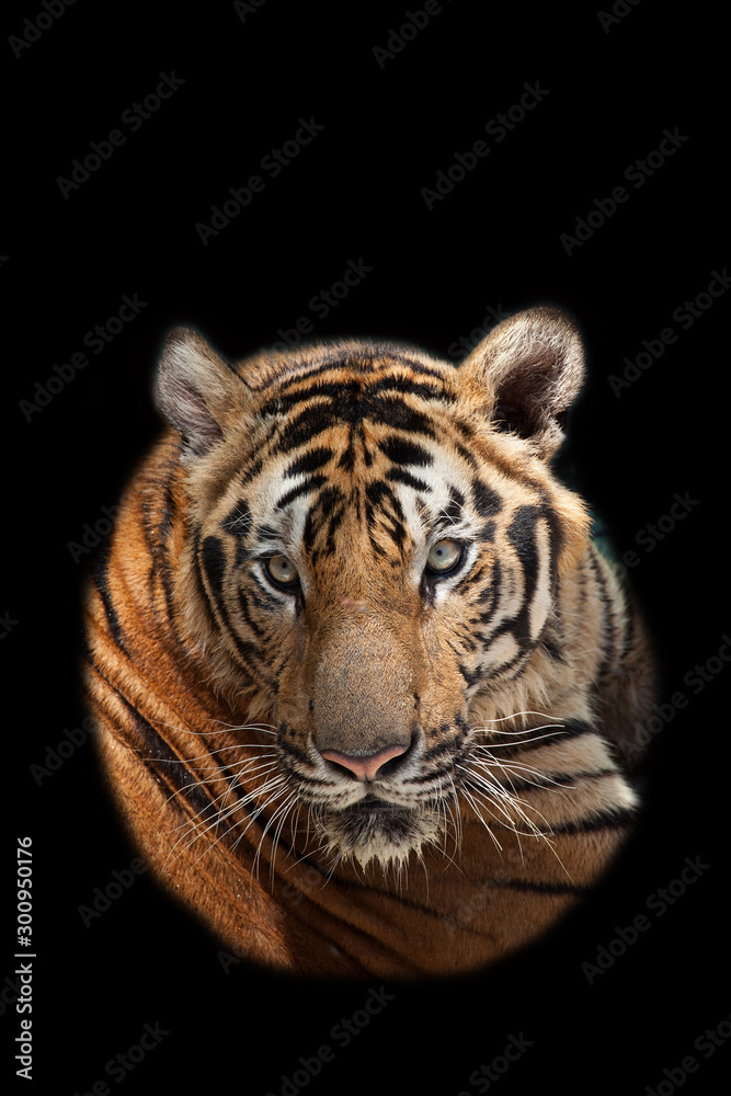 Fototapeta premium Tiger action on black background.